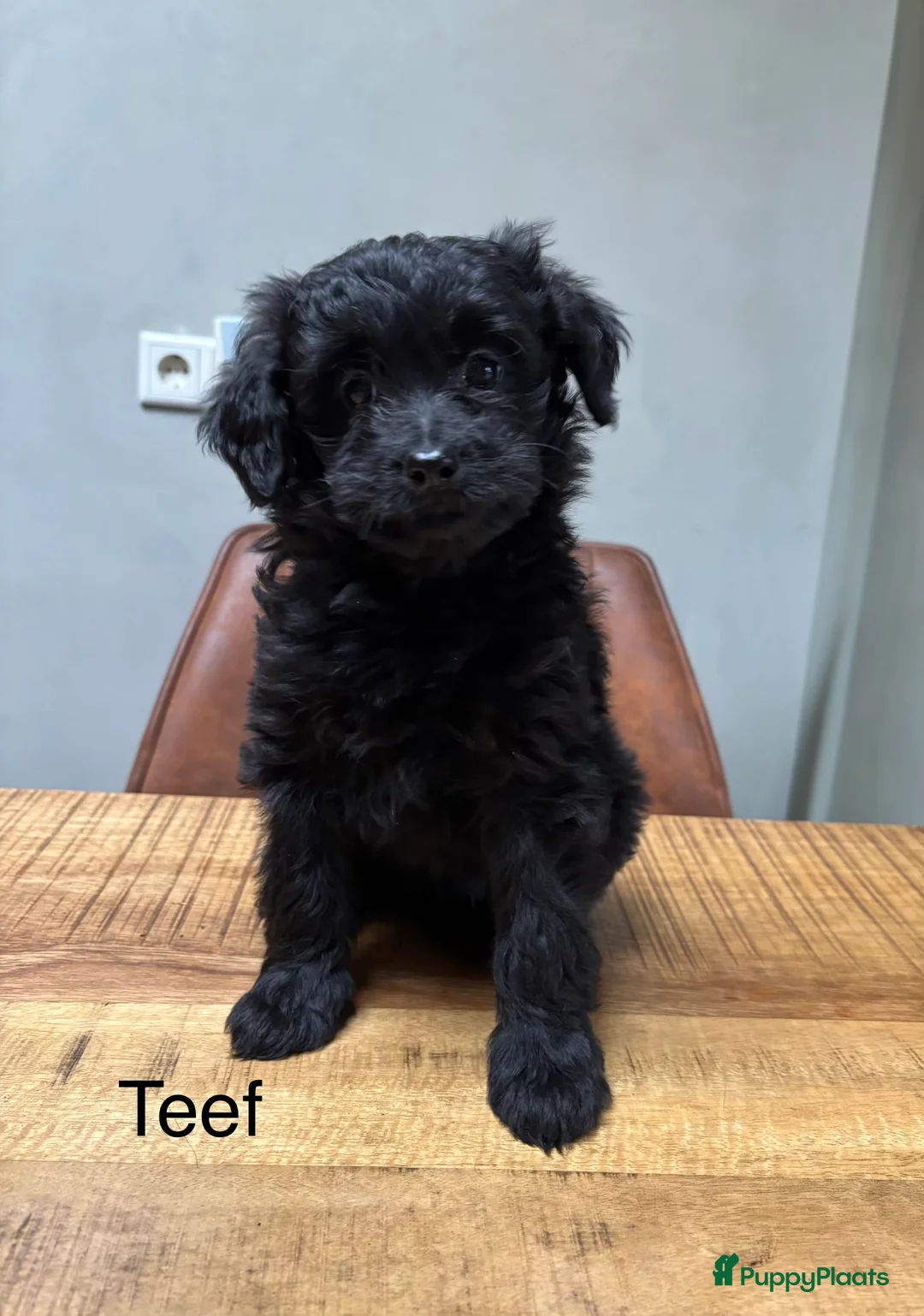 Kruising honden te koop: POMAPOO PUPS - Advertentie 2