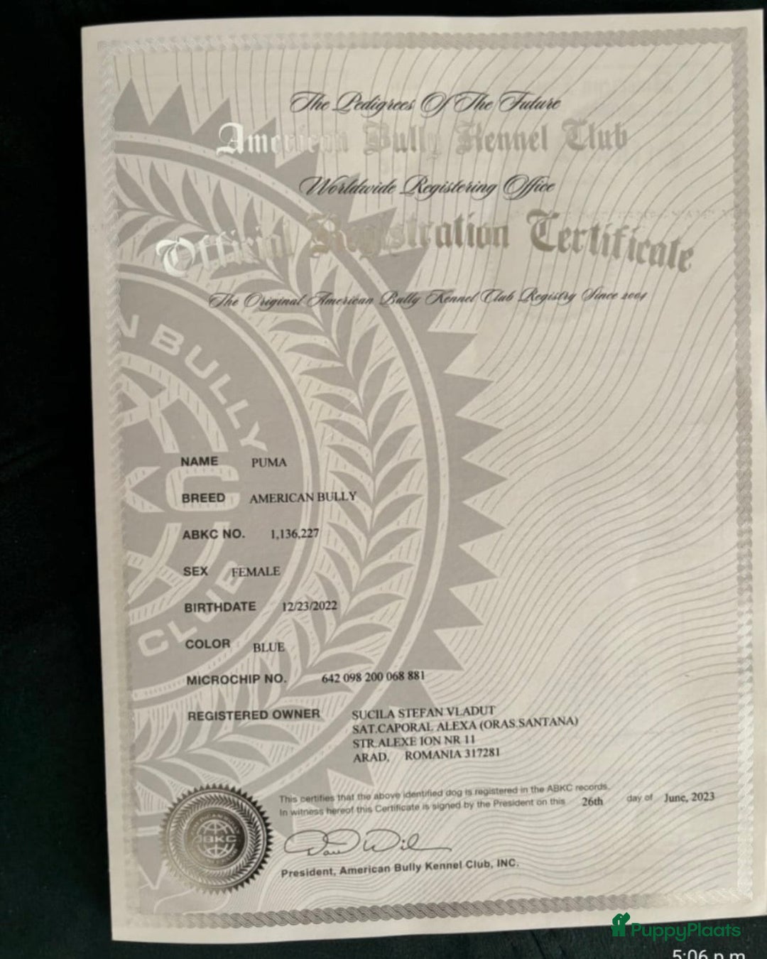 Amerikaanse Bully honden te koop: American Bully Xl ( stamboom zelf regelen)  - Advertentie 9