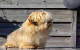 Havanezer honden te koop: Verwacht Havanezer pups met FCI stamboom - Afbeelding 2