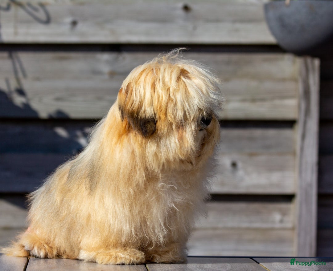 Havanezer honden te koop: Verwacht Havanezer pups met FCI stamboom - Afbeelding 2