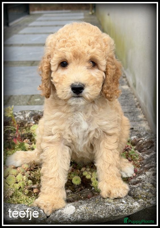Labradoodle honden Labradoodle pups +/- 45 cm - Advertentie 1