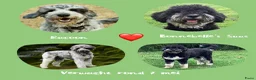 Bernedoodle honden te koop: unieke Bernedoodle pups - Advertentie 11