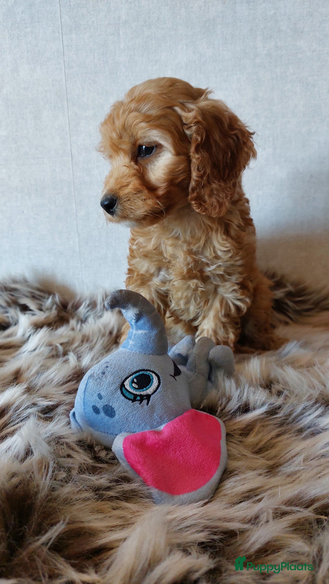 Cockapoo honden te koop: Cockapoo's F1 pups prachtige Reutjes. - Advertentie 1
