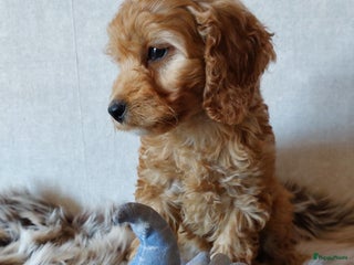 Cockapoo honden Cockapoo's F1 pups prachtige Reutjes. - Advertentie 1