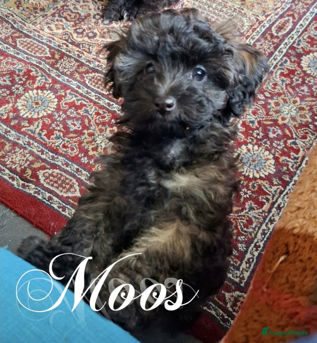 Maltipoo honden te koop: Moos & Pepper - Advertentie 17