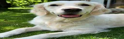 Golden Retriever honden te koop: Een 3-jarige Golden Retriever-teef. - Advertentie 4