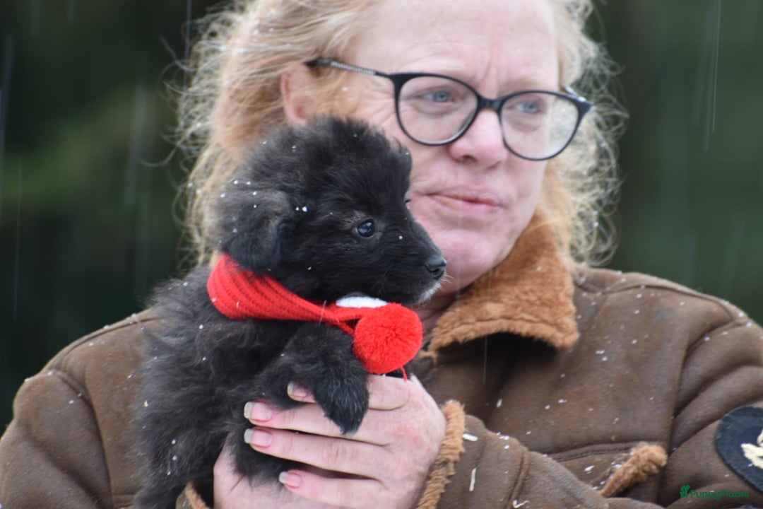 Kruising honden te koop: Zeer lieve pluizenbolletjes met krul 🤗 PomxPoedel - Advertentie 10