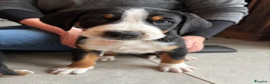 Appenzeller Sennenhond Puppy 8