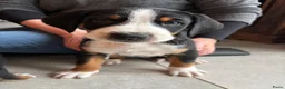 Appenzeller Sennenhond honden te koop: Appenzeller pups - Advertentie 9