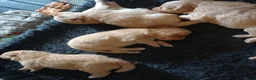 Nova Scotia Duck Tolling Retriever honden te koop: Nova scotia duck tolling retriever pups - Advertentie 5