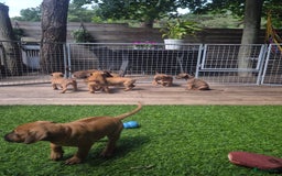 Rhodesian Ridgeback honden te koop: Rhodesian Ridgeback pups in Bentveld - Afbeelding 4