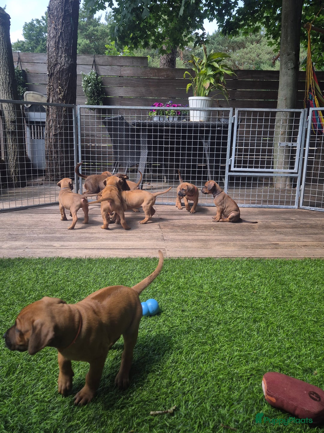 Rhodesian Ridgeback honden te koop: Rhodesian Ridgeback pups in Bentveld - Afbeelding 4