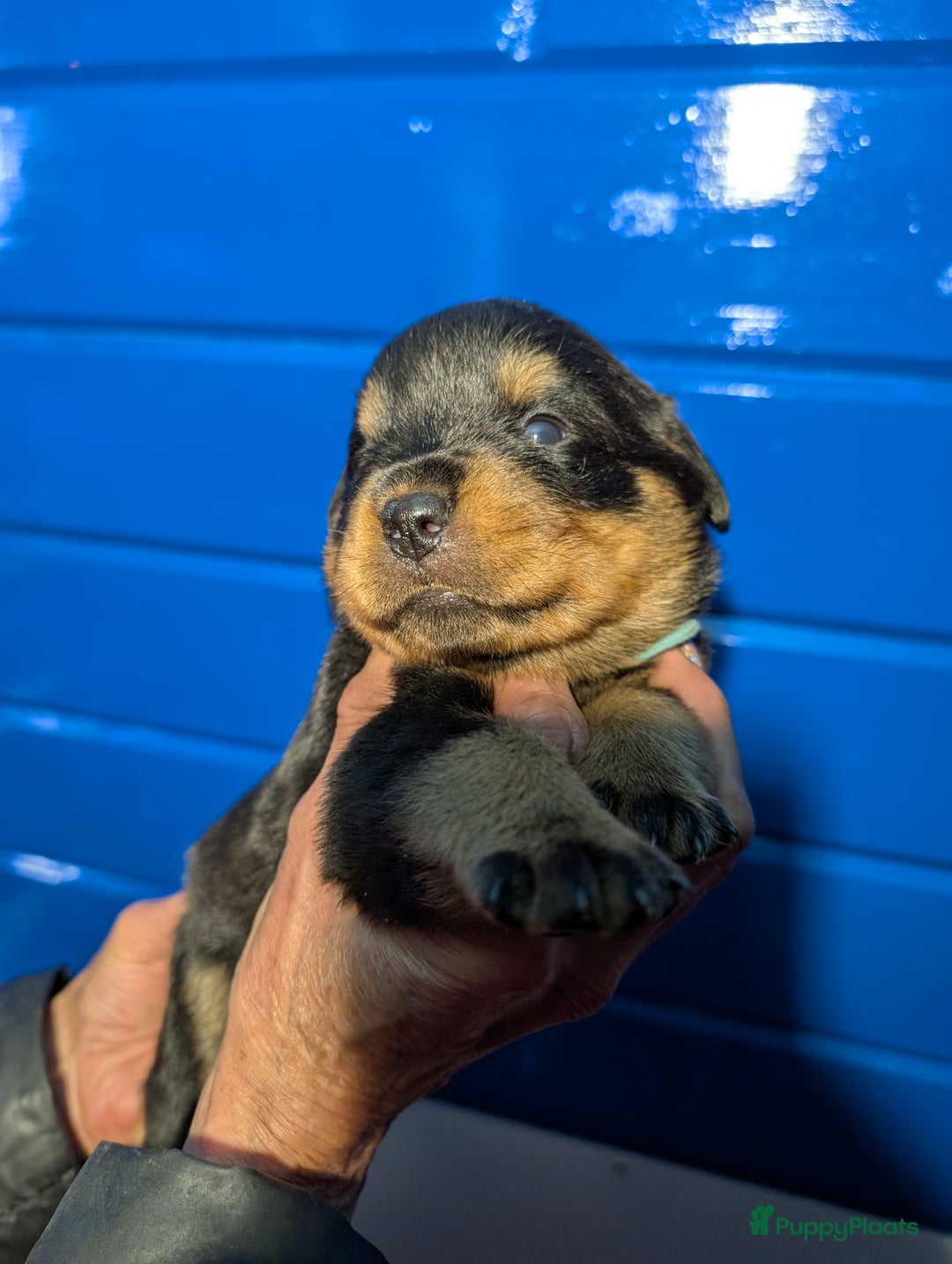 Rottweiler honden te koop: Zeer mooie rottweiler pups   - Advertentie 27