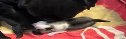 Mopshond honden te koop:  Onze prachtige Mopspuppy’s zijn geboren! 🐾 - Advertentie 10