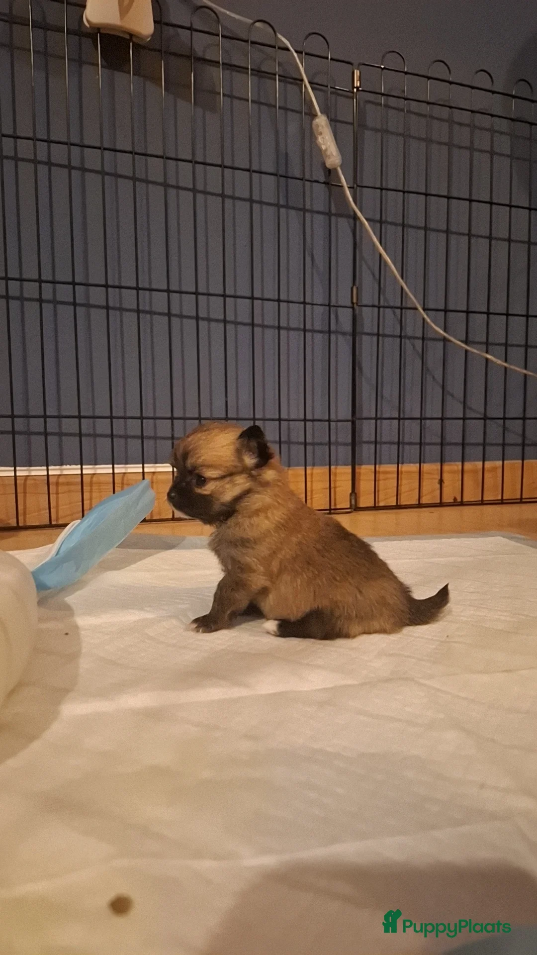 Pomchi honden te koop: Pomchi's - Advertentie 6