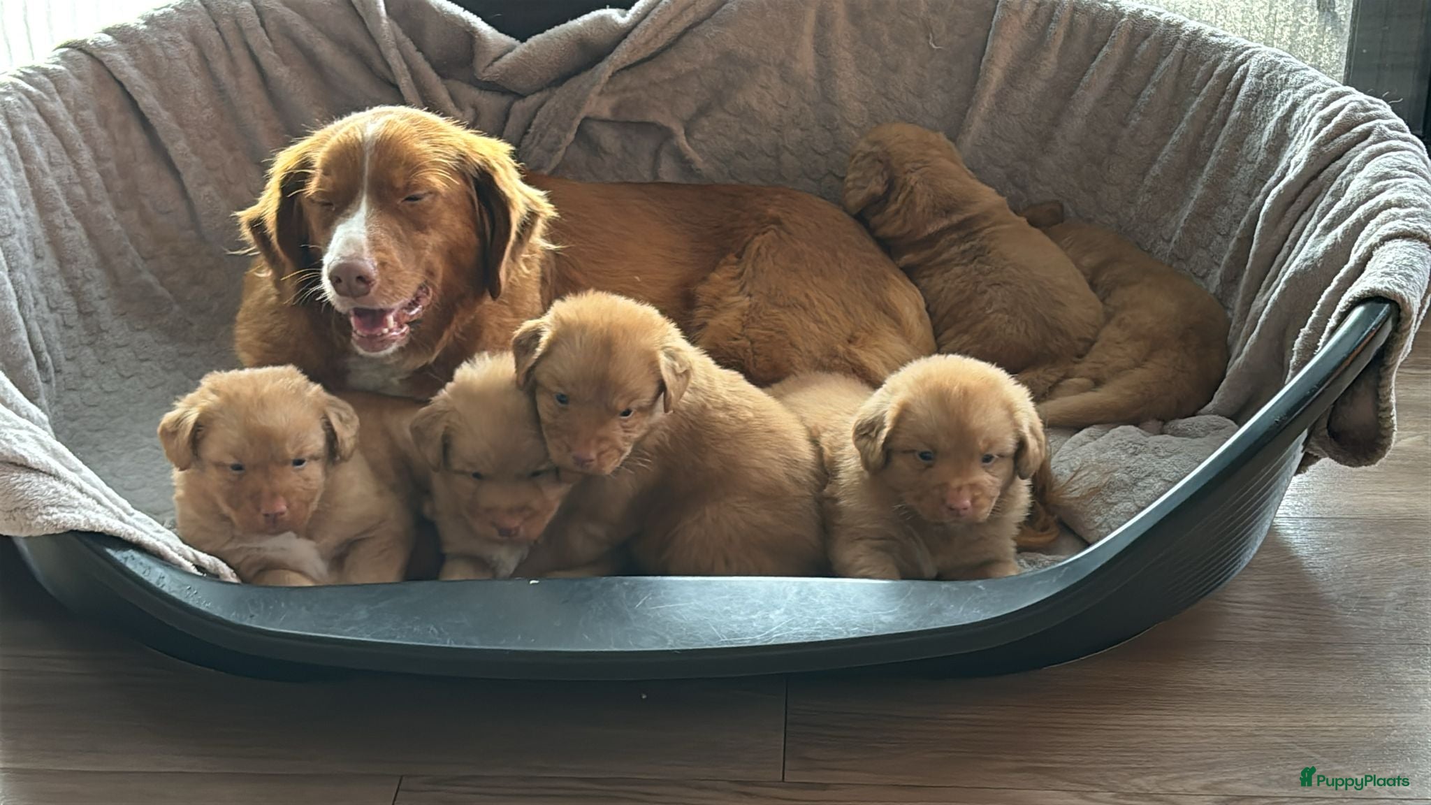 Nova Scotia Duck Tolling Retriever honden mooie pups nova scotia duck toller retriever - Advertentie 1