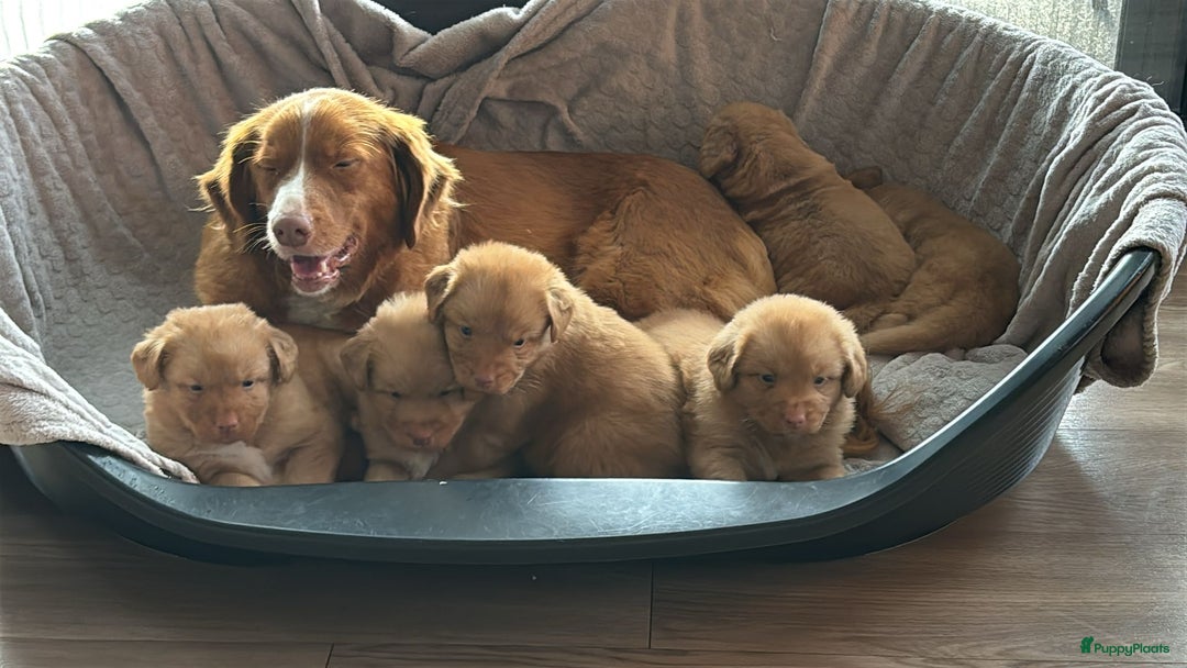 Nova Scotia Duck Tolling Retriever honden te koop: mooie pups nova scotia duck toller retriever - Advertentie 1