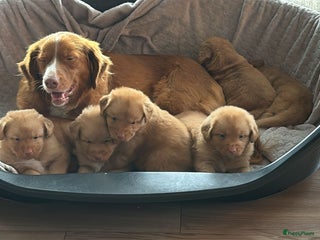 Nova Scotia Duck Tolling Retriever honden mooie pups nova scotia duck toller retriever - Advertentie 1