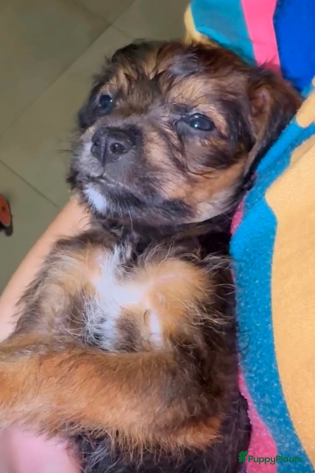 Kruising honden te koop: Jugapoo's  - Advertentie 7