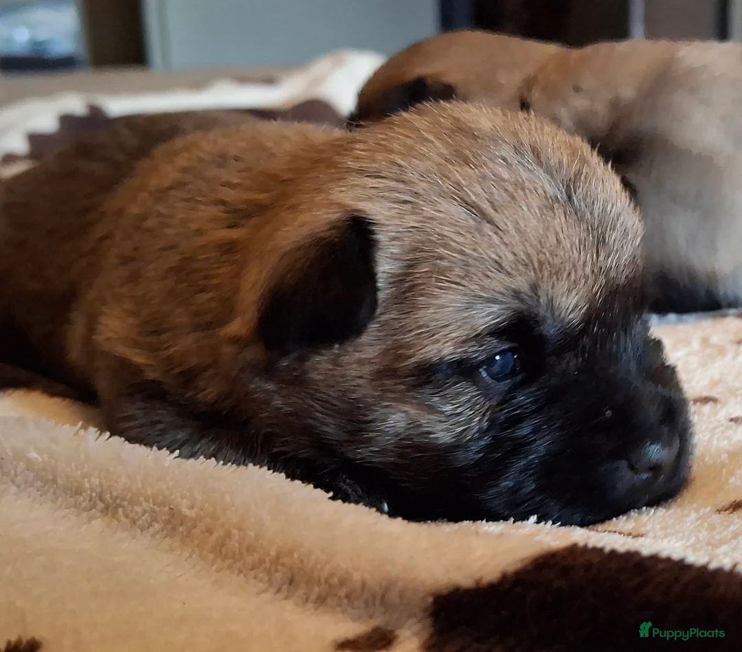 Cairn Terriër honden te koop: 2 mooie blonde cairn terrier reutjes - Advertentie 5