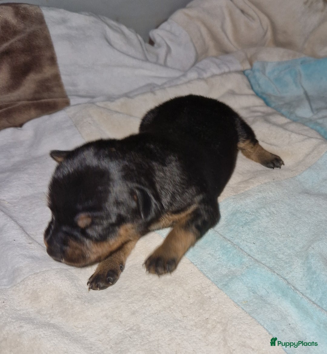 Dwergpinscher honden te koop: Dwergpinchers puppy's  - Advertentie 11