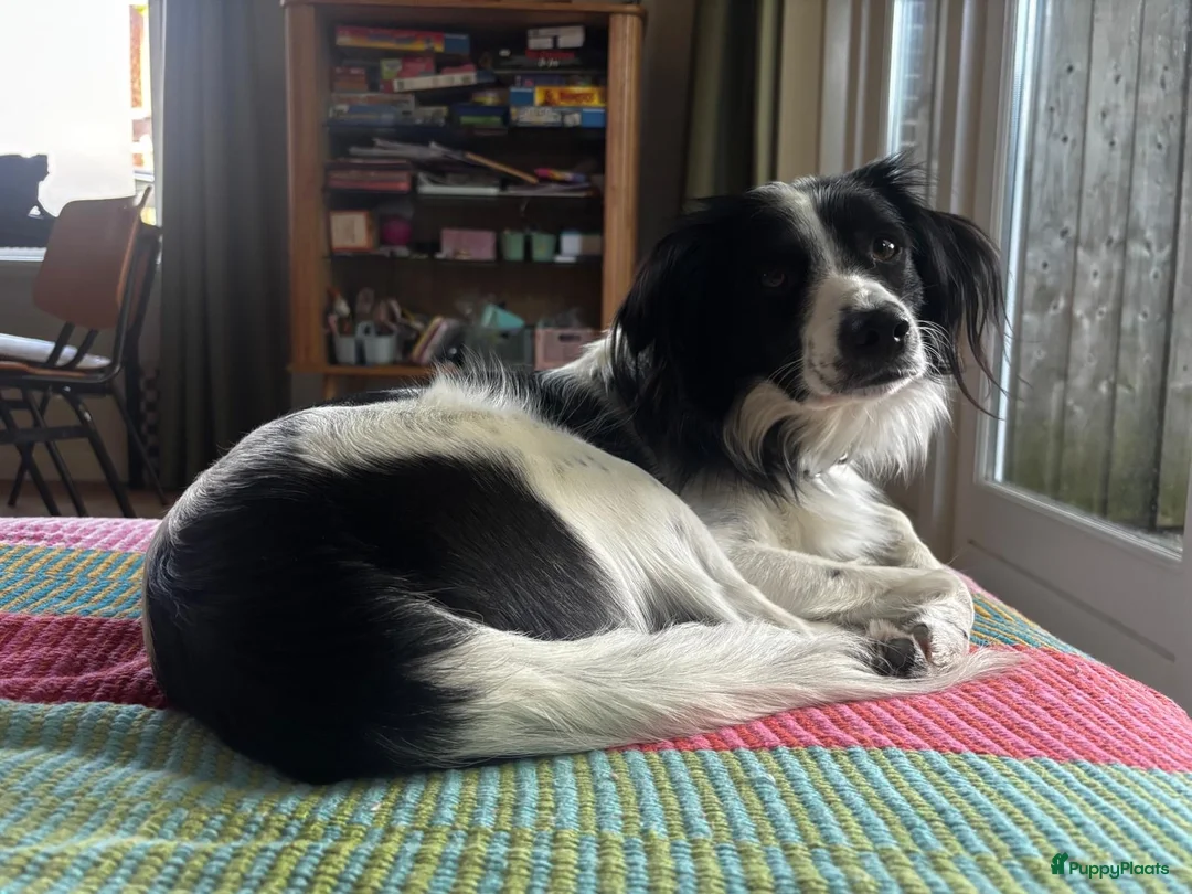 Kruising honden te koop: Louie zoekt een nieuw thuis - Advertentie 2