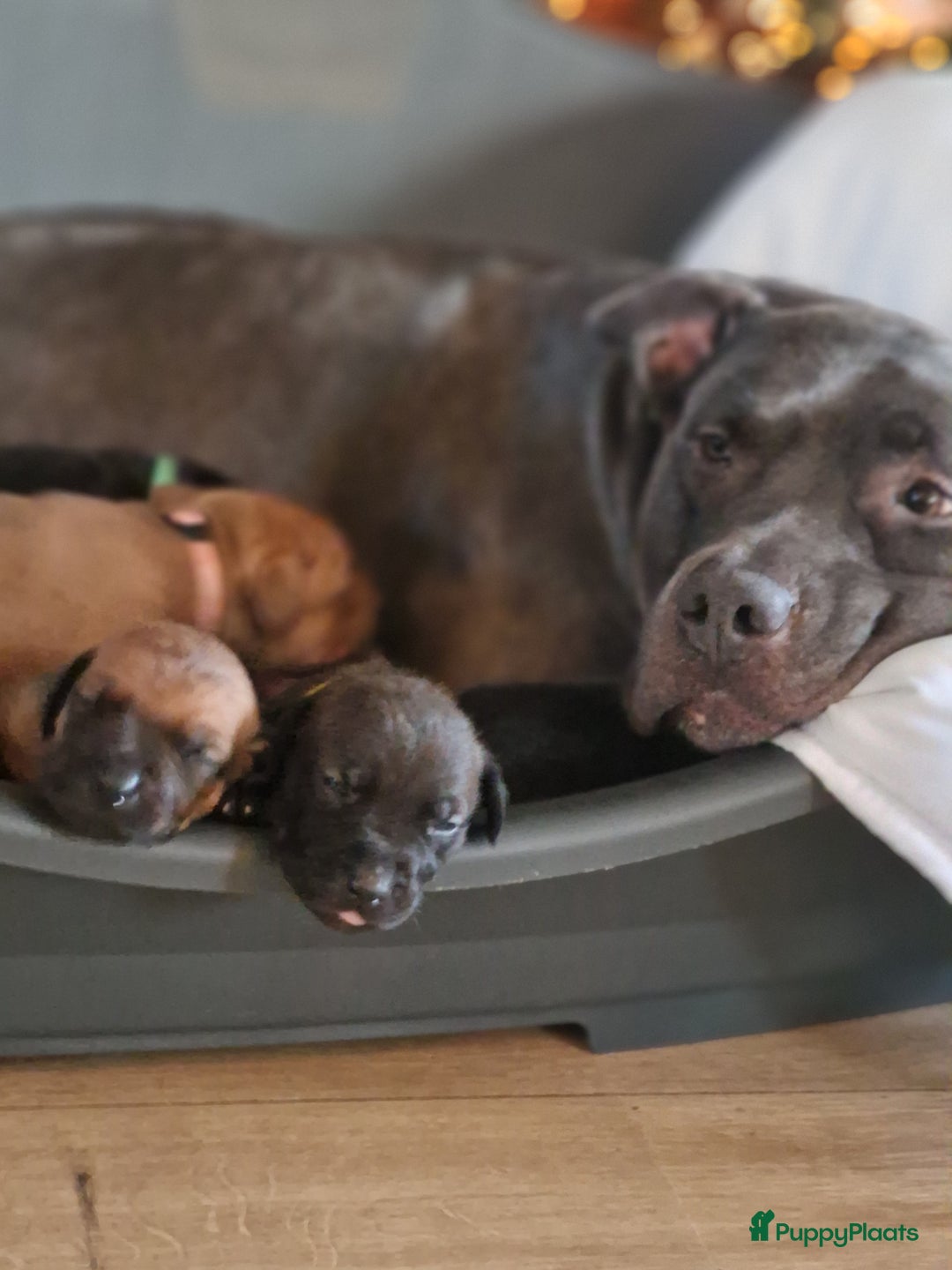 Kruising honden te koop: Prachtige pups te koop – Dobermann x Bully XL 🐾 - Advertentie 12