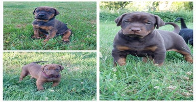 Dobermann honden - Advertentie 10