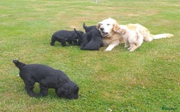 Goldendoodle honden te koop: Golden doodle pups te koop - Afbeelding 5
