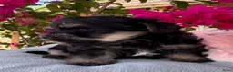 Kruising honden te koop: Griffon Belge X Bolonka Zwetna puppy - mini doodle - Advertentie 2