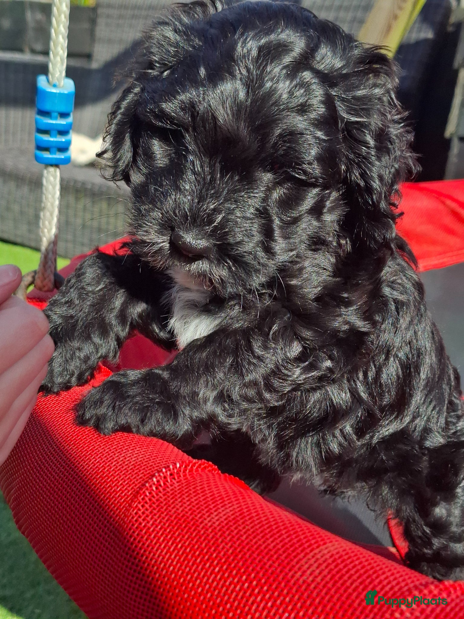 Cockapoo honden Cockapoo pup  teefje - Advertentie 1