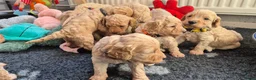 Cockapoo honden te koop: Kleine maat cockapoo pups - Advertentie 15