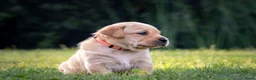 Labrador Retriever honden te koop: Labrador Retriever pups - blond en red fox - Advertentie 3