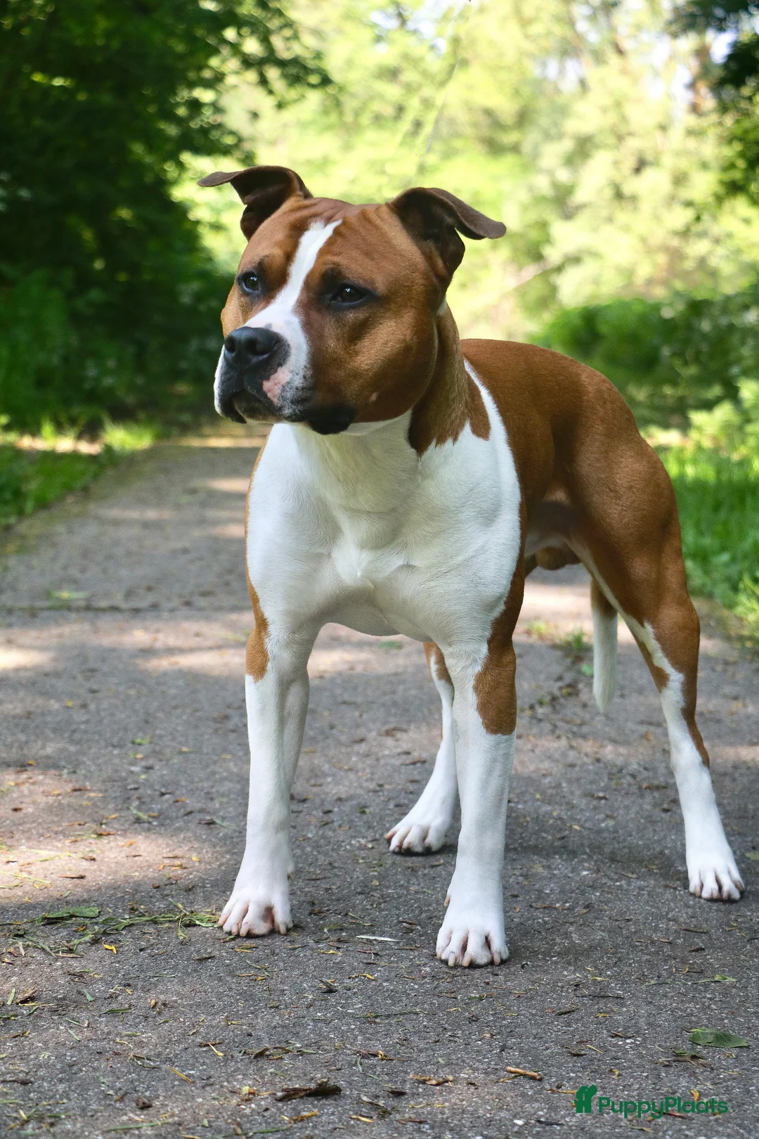 Galerij afbeelding {{count}}