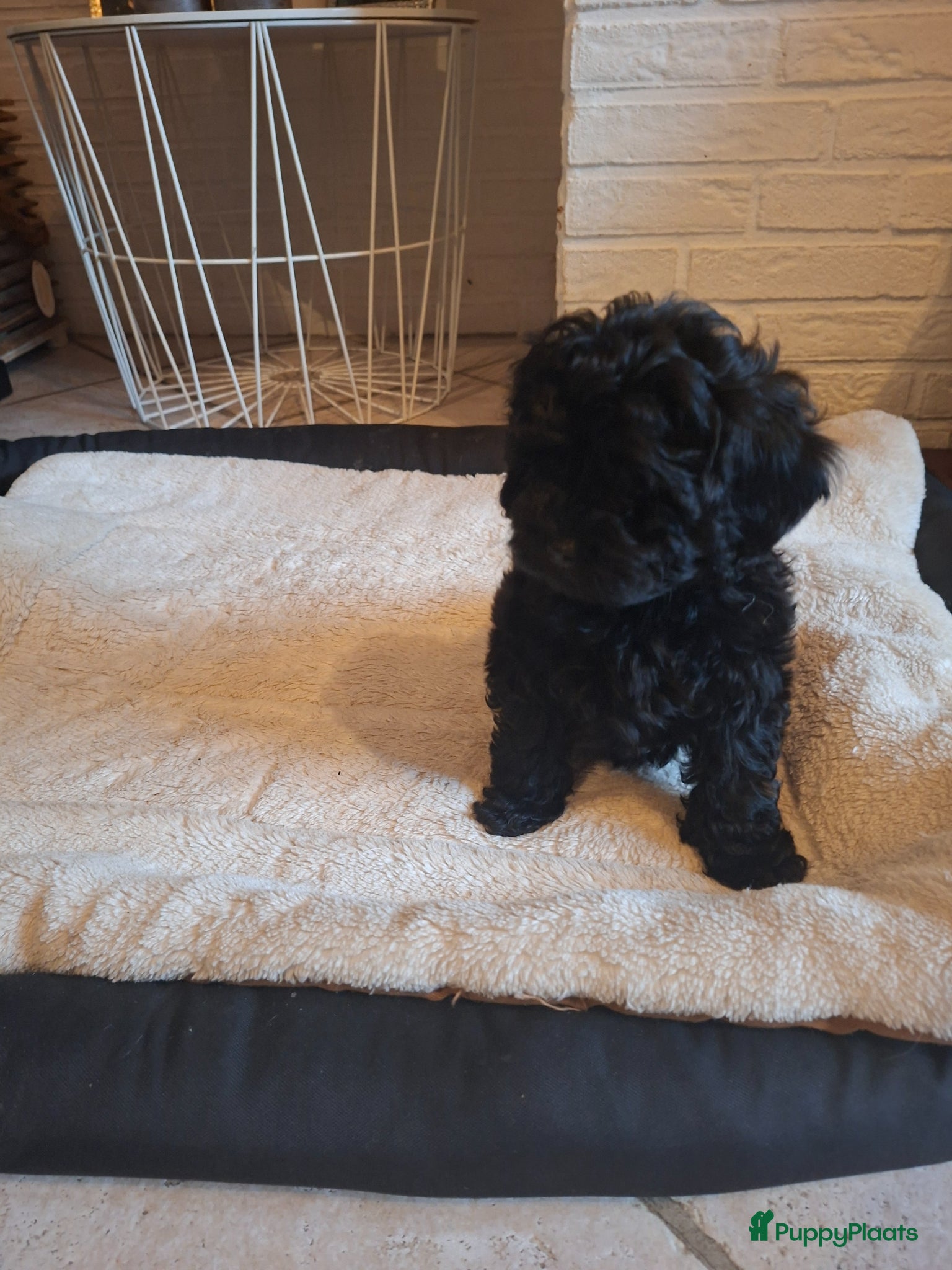 Shihpoo honden IK BEN OPZOEK NAAR EEN GOUDEN MANDJE - Advertentie 1