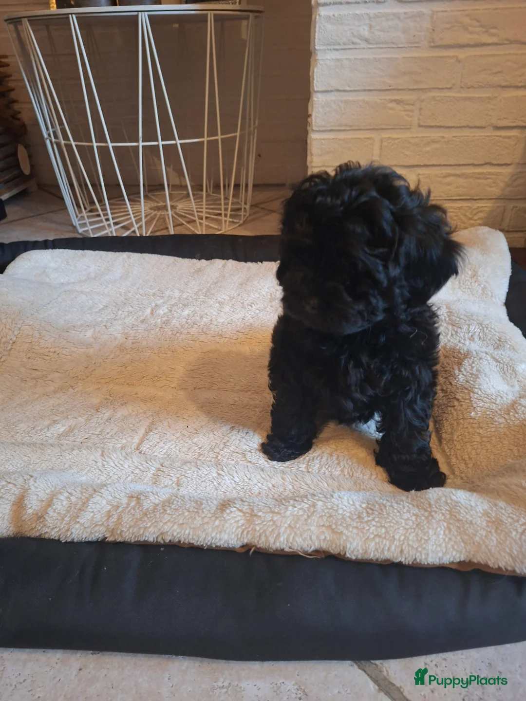 Shihpoo honden te koop: IK BEN OPZOEK NAAR EEN GOUDEN MANDJE - Advertentie 2