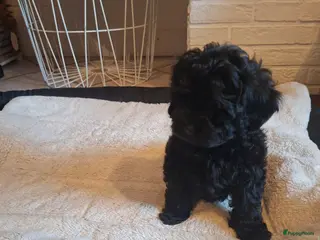 Shihpoo honden IK BEN OPZOEK NAAR EEN GOUDEN MANDJE - Advertentie 2