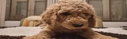 Labradoodle honden ter dekking: KNAPPE AUSTRALIAN LABRADOODLE DEKREU in Breda - Advertentie 29