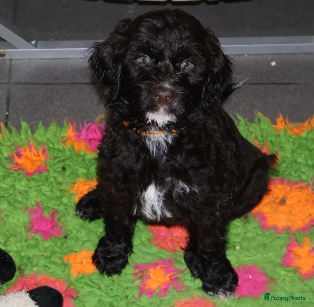 Barbet honden te koop: Hazel zoekt haar gouden mandje - Advertentie 3