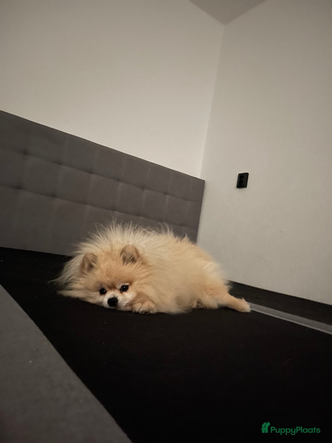 Pomeriaan honden te koop: Volwassen pomeriaan - Afbeelding 6