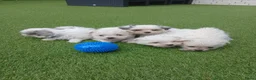 Boomer honden te koop: Prachtige boomer pups uit 1 malig gelegenheid nest - Advertentie 13