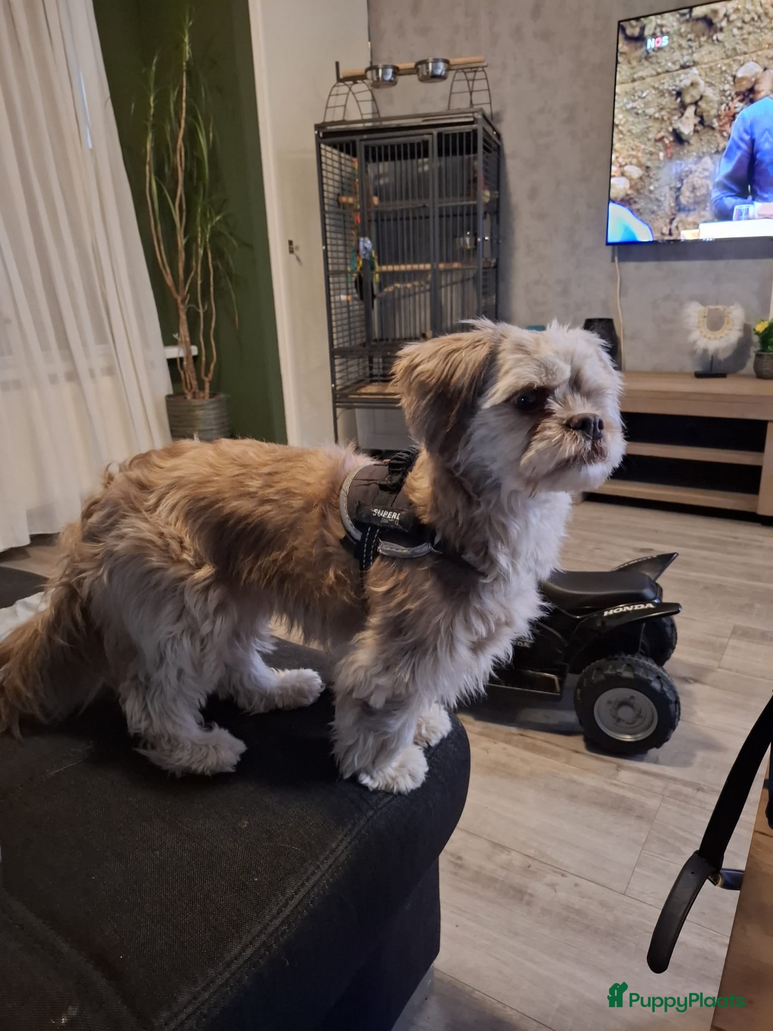 Kruising honden Shi tzu/Boomer - Advertentie 1