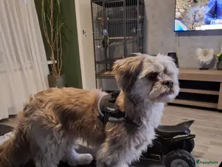 Kruising honden Shi tzu/Boomer - Advertentie 1