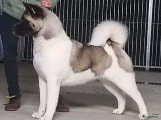 American Akita honden American akita - Advertentie 2