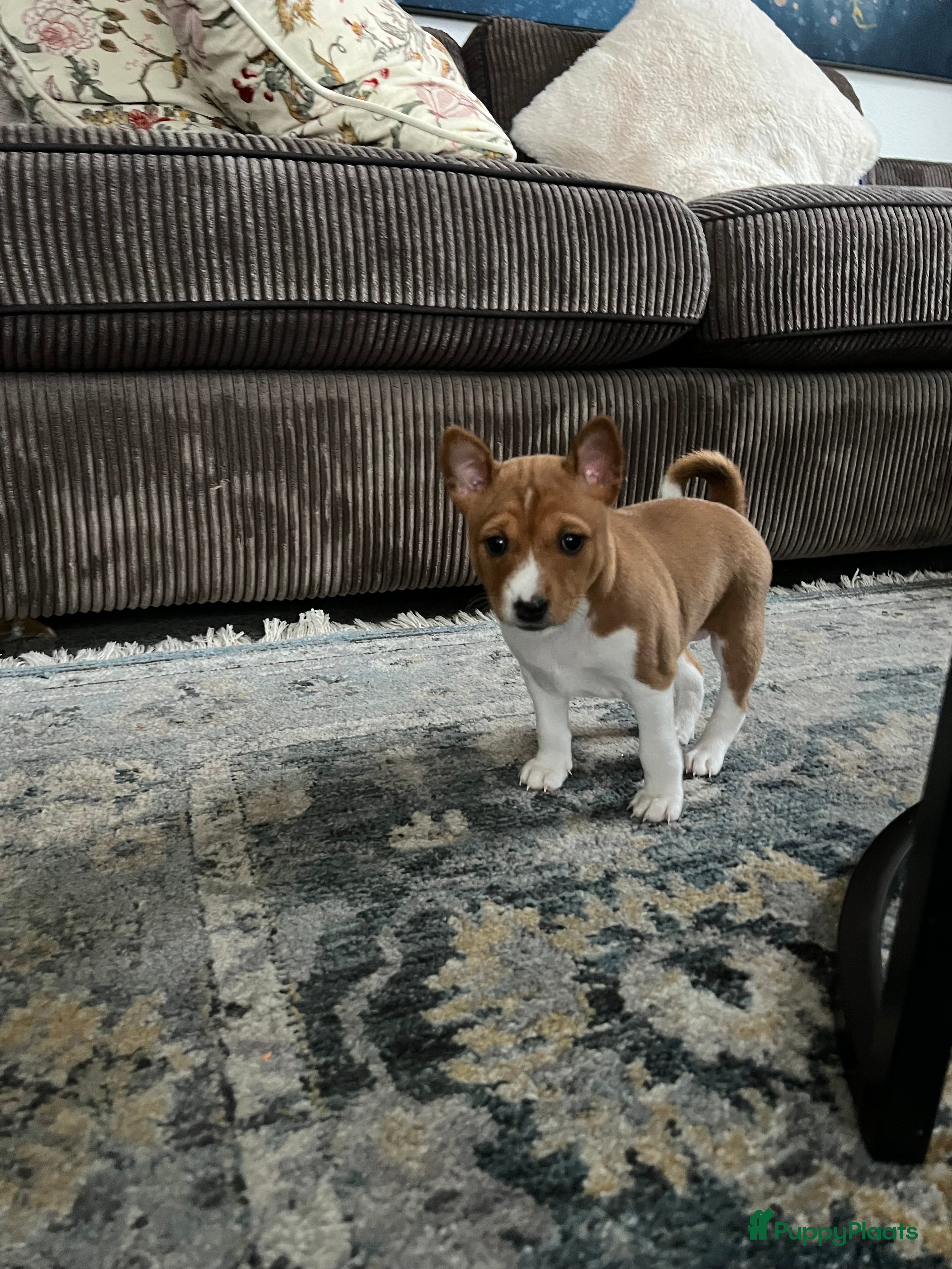 Basenji honden Basenji pup beschikbaar  - Advertentie 2