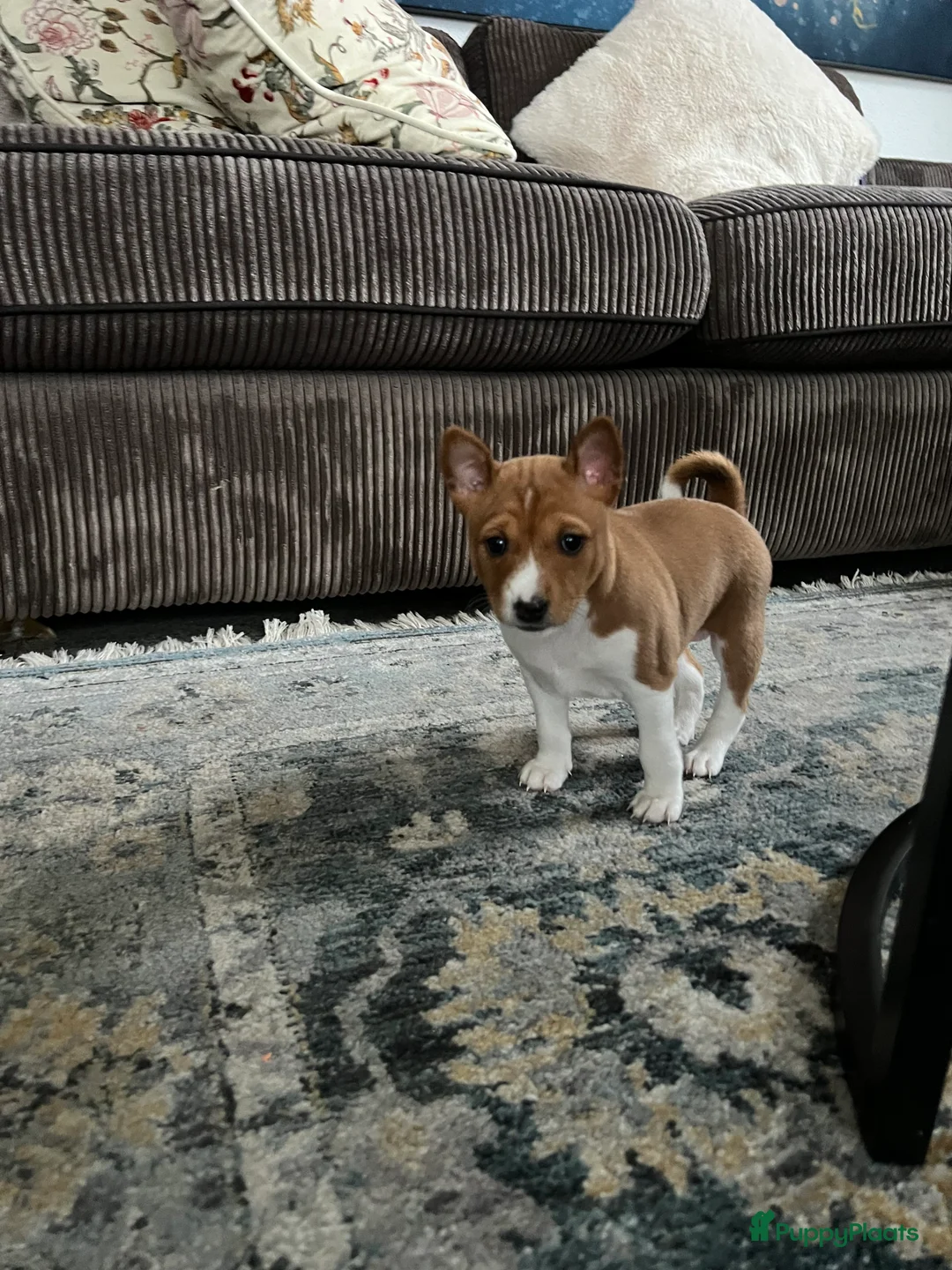 Basenji honden te koop: Basenji pup beschikbaar  - Advertentie 2