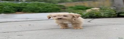 Goldendoodle honden te koop: Goldendoodle zoeken een warme thuis - Advertentie 14