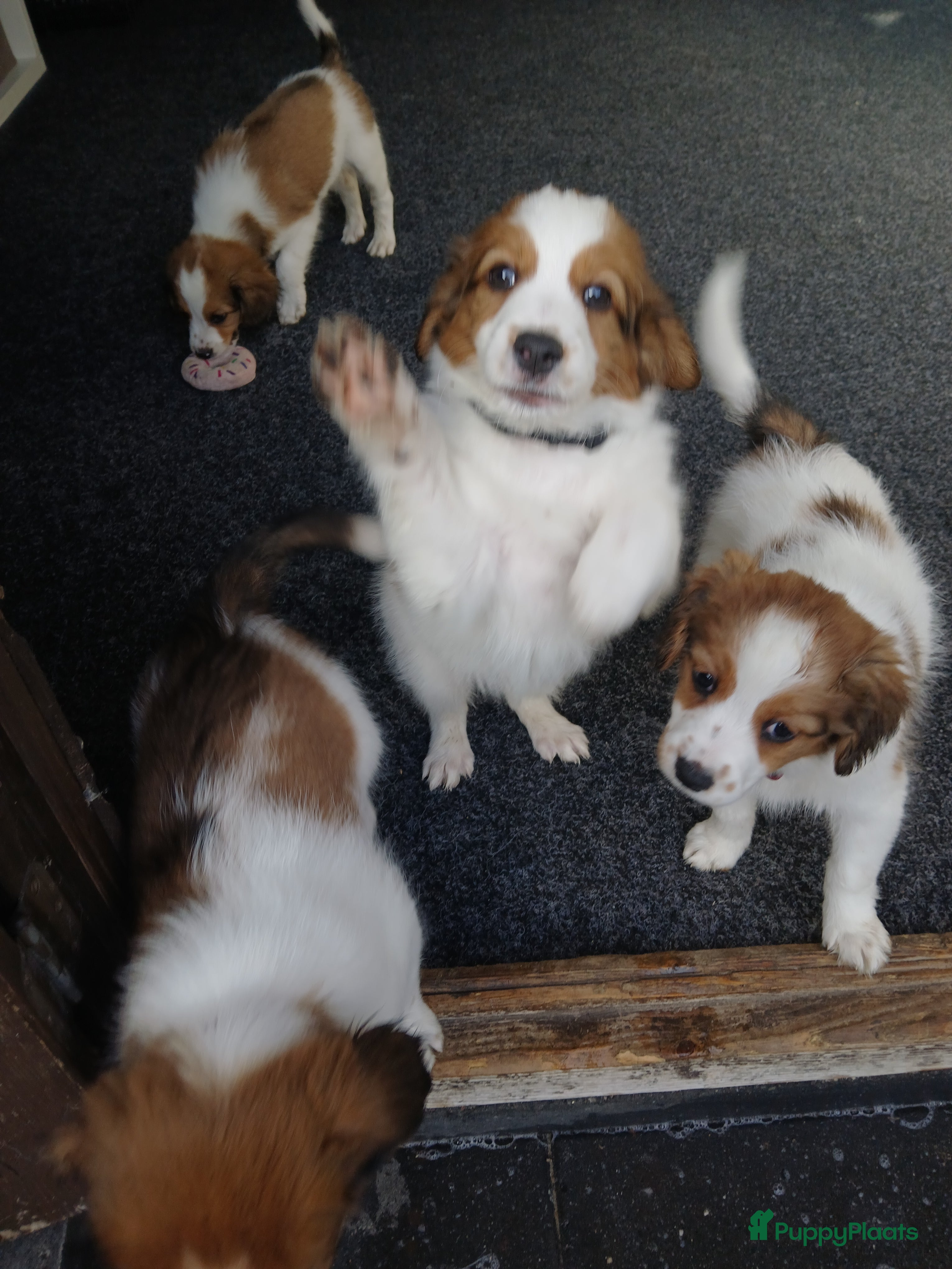 Kooikerhondje honden WIJ HEBBEN NOG 3 RAS SUIVERE KOOIKER REUTJE   - Advertentie 1