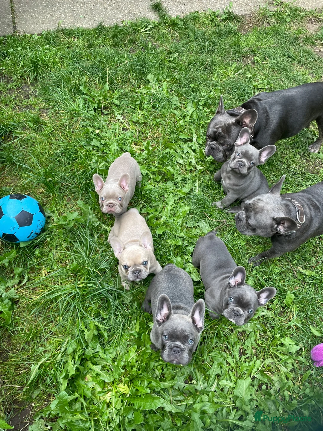 Franse Bulldog honden te koop: Franse Bulldog puppies met stamboom - Advertentie 1