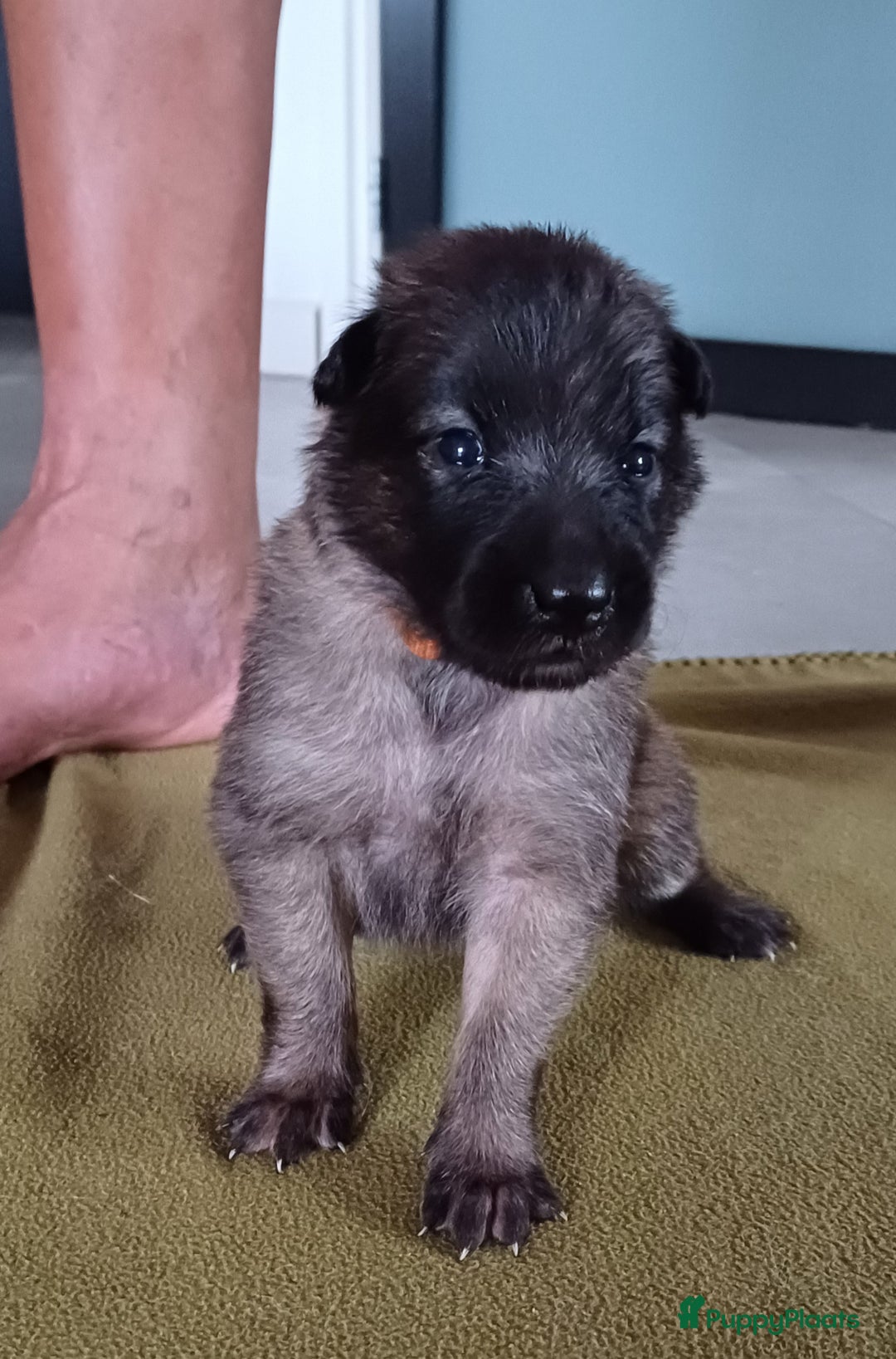 Tervuerense Herder honden te koop: Tervuerense herder pups - Afbeelding 5